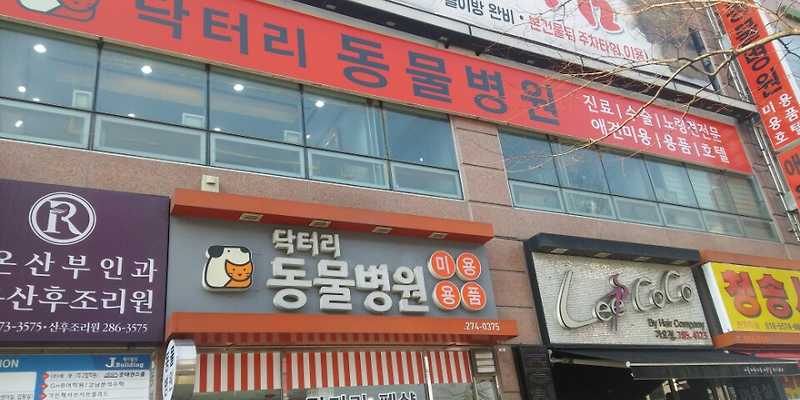 닥터리동물병원