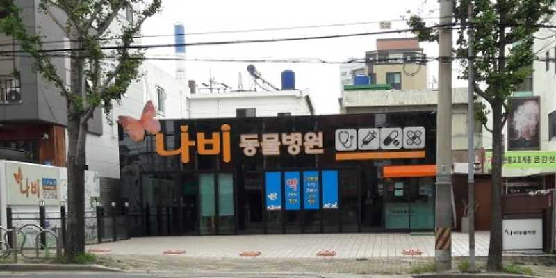 나비동물병원