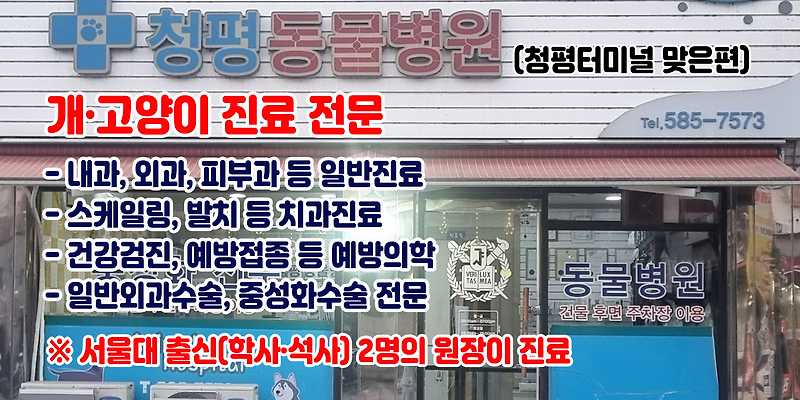 청평동물병원