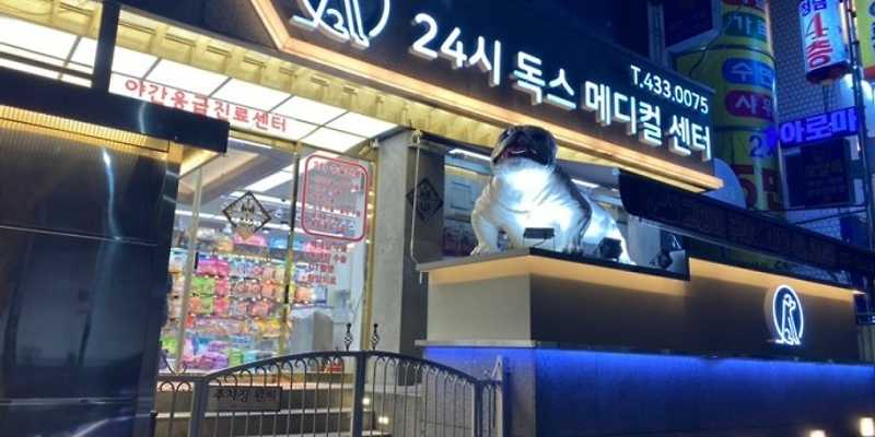 독스동물병원