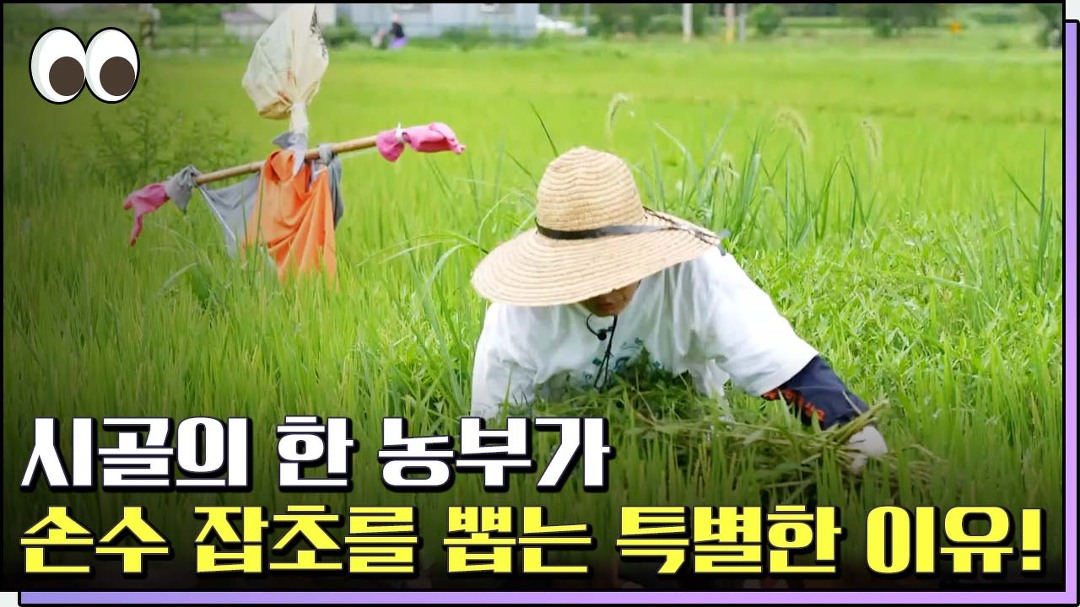 NO 농약! NO 비료! 지구를 지키는 친환경 농법 [본방을보자_광주MBC_2022.09.06] - kakaoTV NO 농약! NO 비료! 지구를 지키는 친환경... 
