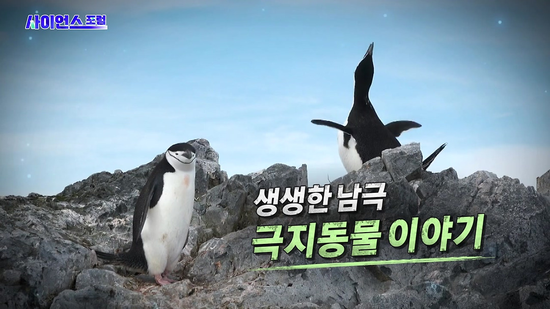 생생한 남극 극지동물 이야기 - kakaoTV 생생한 남극 극지동물 이야기