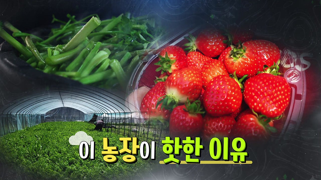 이 농장이 핫한 이유 - kakaoTV 이 농장이 핫한 이유