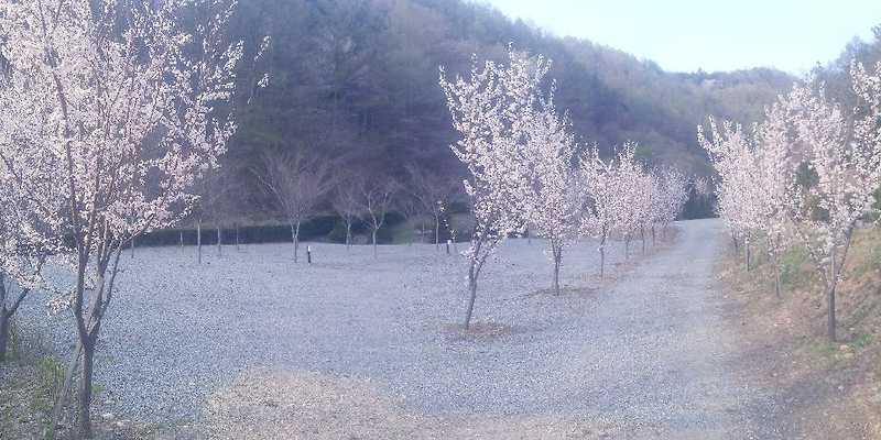 태백875 반려동물 동반 애견카페