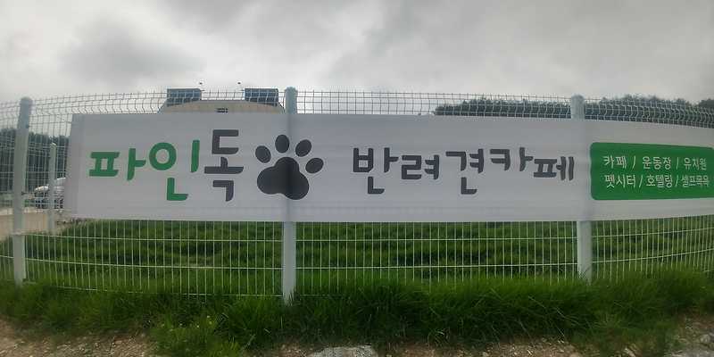 파인독 강원 애견카페