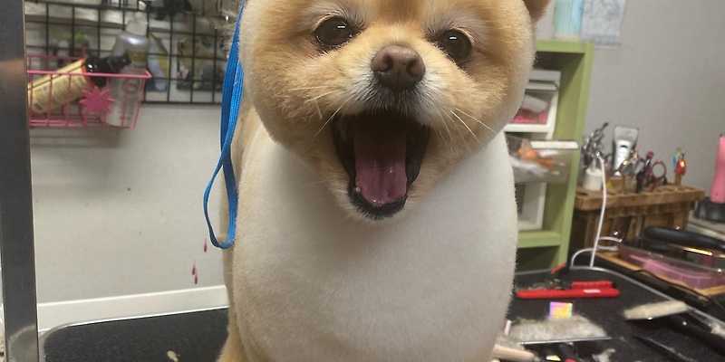 도그카페 경기 애견카페