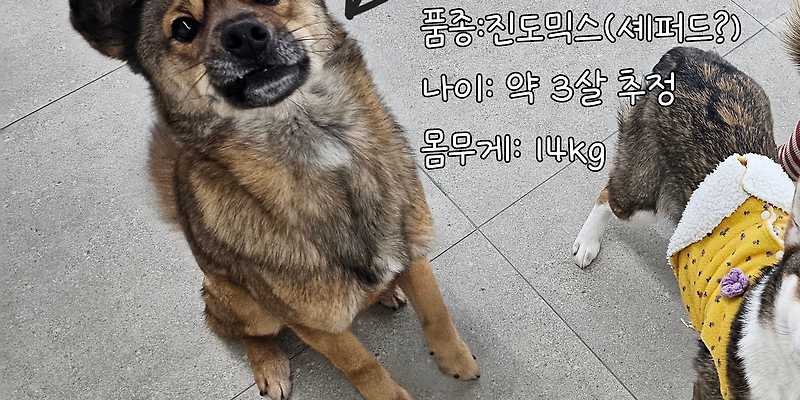 멍글멍글 전라 애견카페