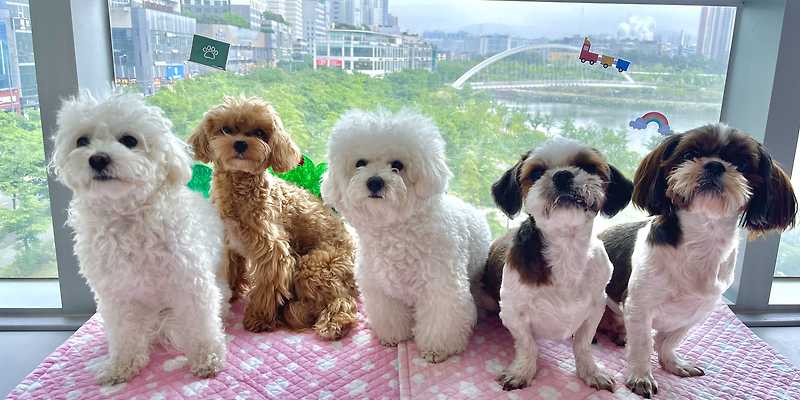 멍지트&amp;애견유치원 반려동물 동반 애견카페
