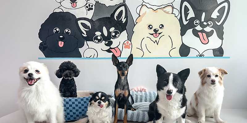 멍타쿠 서울 애견카페