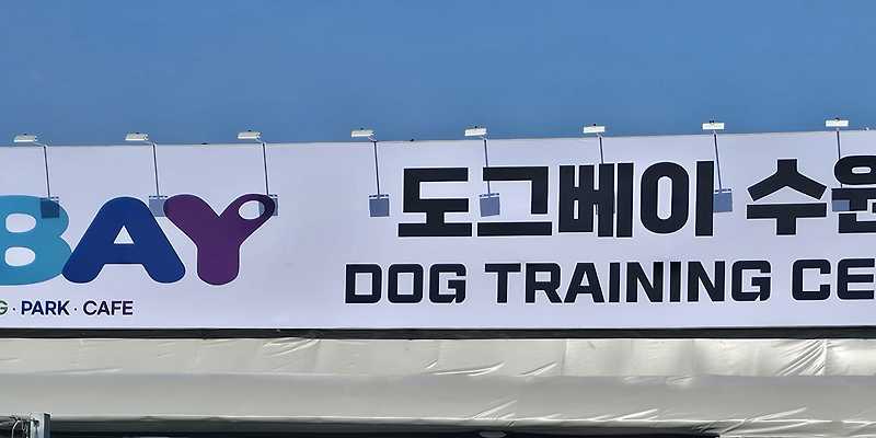 도그베이 수원점 경기 애견카페