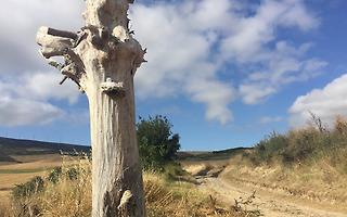 홍콩에서 온 친구
'쉐아'
