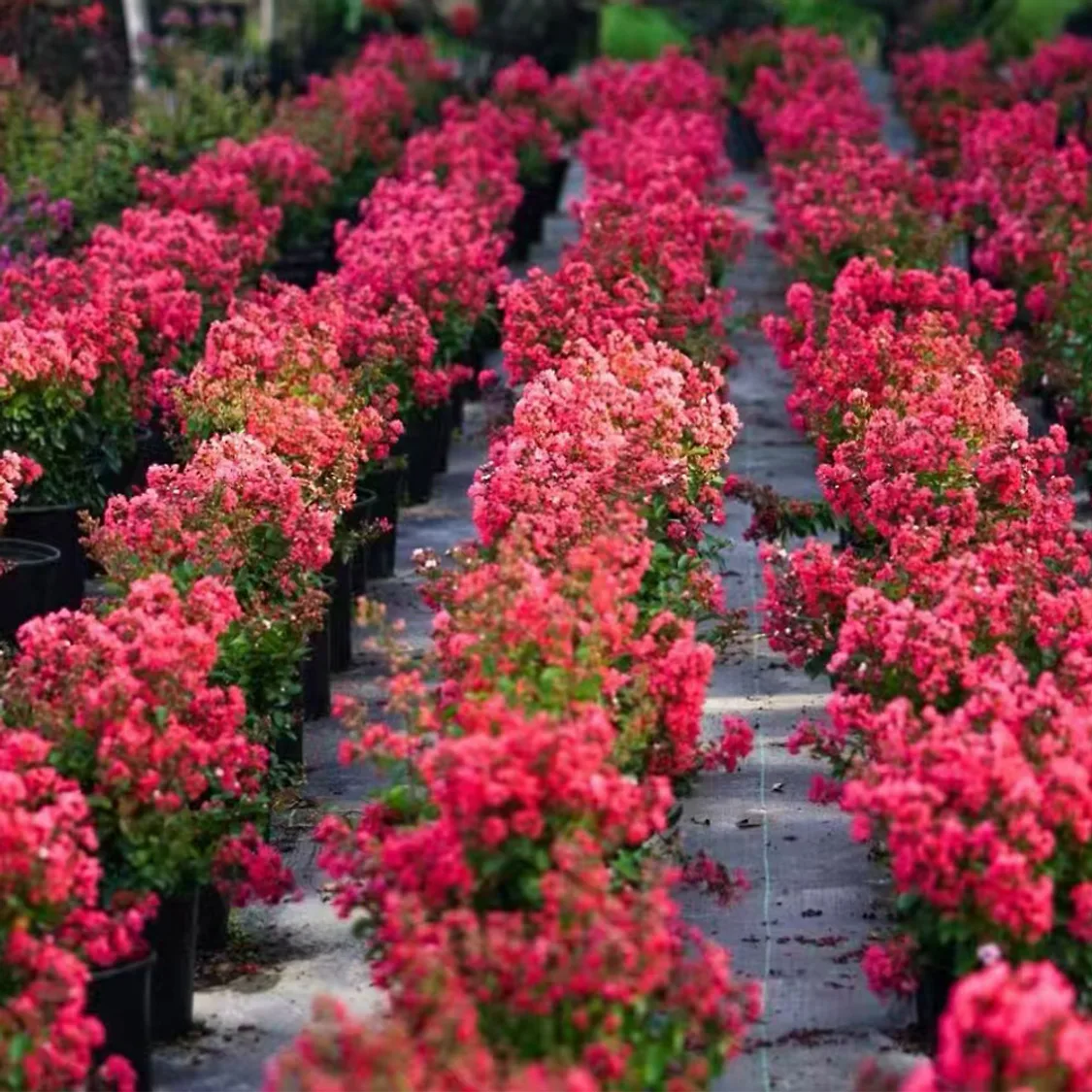 충북농원] 연귀비 목백일홍 배롱나무 묘목 - 포트묘 | 톡딜