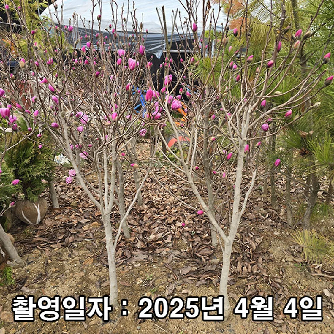 착한가격 나무생각 / 로지아목련(별목련) / 5~6년생 / 개화주 | 톡딜