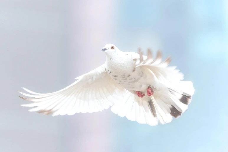 image.png?type=w773
